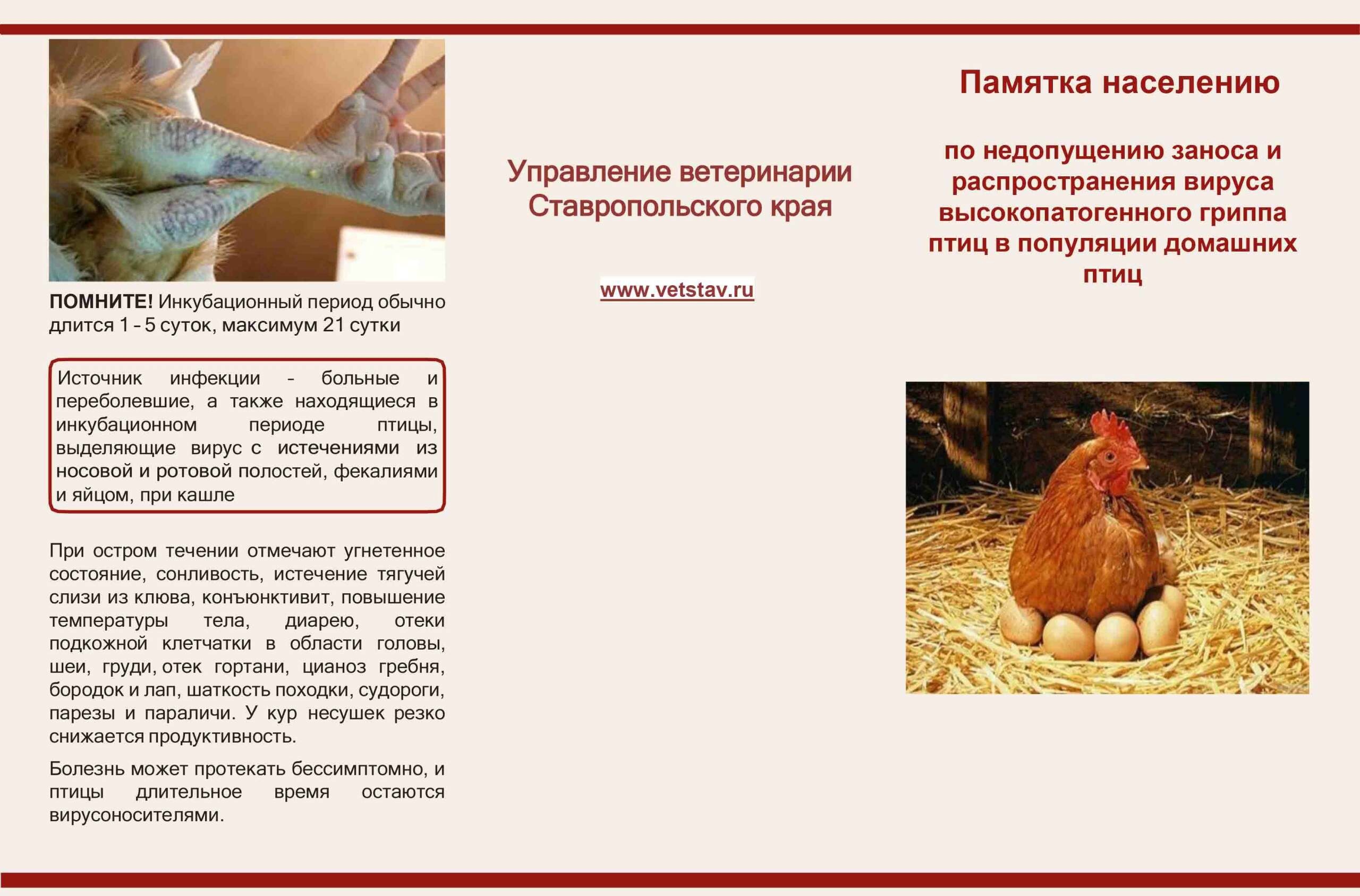 Памятка населению по недопущению заноса и распространения вируса высокопатогенного гриппа птиц в популяции домашних птиц.