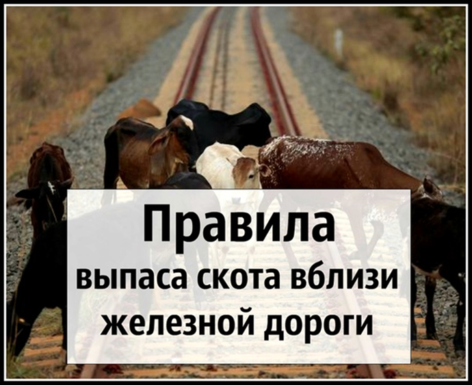 ПАМЯТКА по правилам выпаса скота вблизи железных дорог.