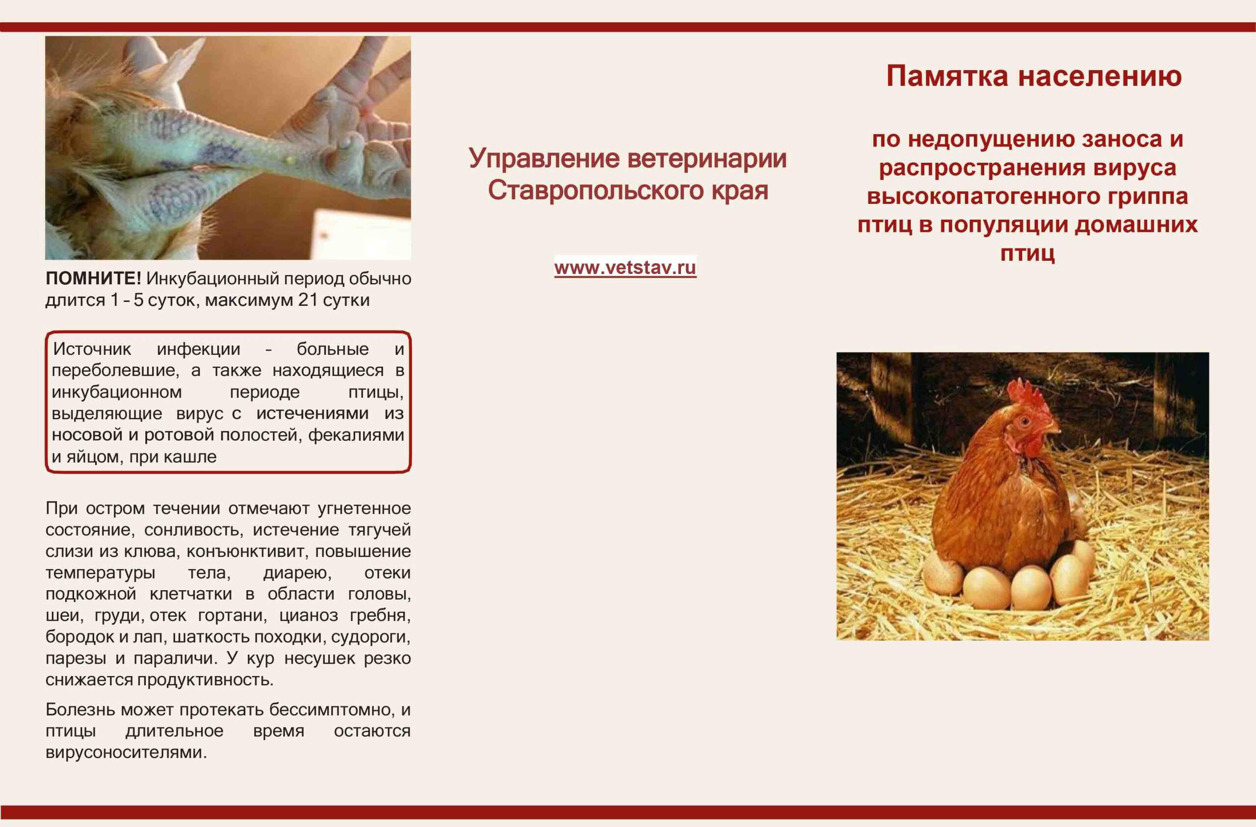 Памятка населению по недопущению заноса и распространения вируса высокопатогенного гриппа птиц в популяции домашних птиц.