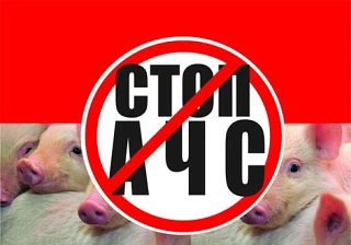 Профилактика заноса заболевания АЧС.