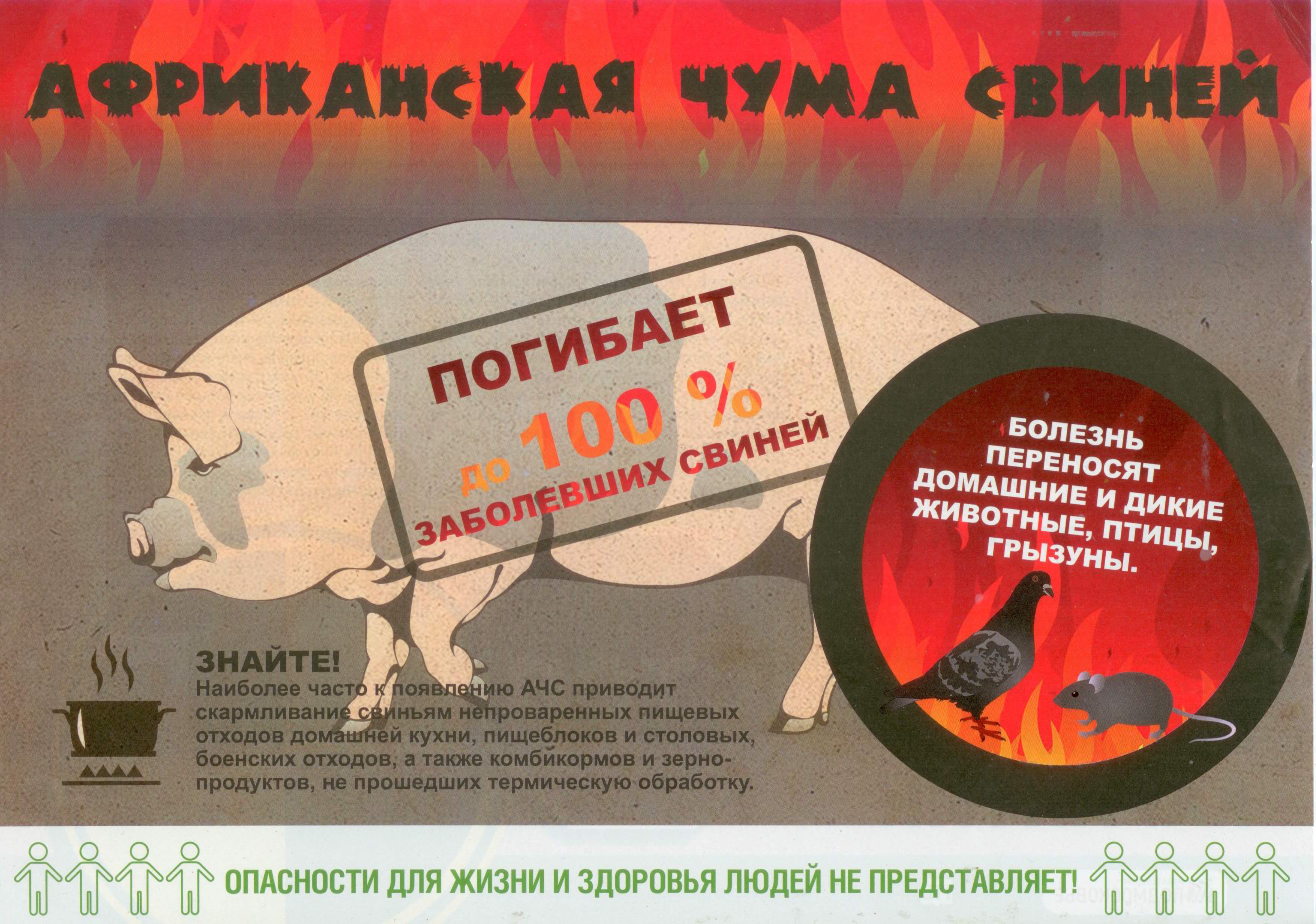 ПАМЯТКА населению: Африканская чума свиней.